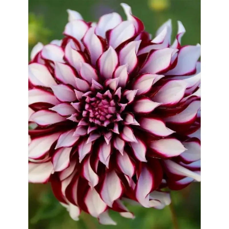 GEBDINSH Dahlia Dinnerplate Flower Plants Bulbs For Outdoor Gardening (Pack-2 pcs)