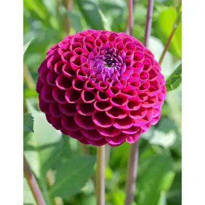GEBDINSH Dahlia Pompom Flower Seeds For Kitchen Gardening (Pack-2 pcs)