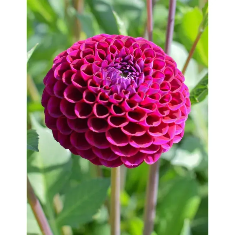 GEBDINSH Dahlia Pompom Flower Seeds For Kitchen Gardening (Pack-2 pcs)
