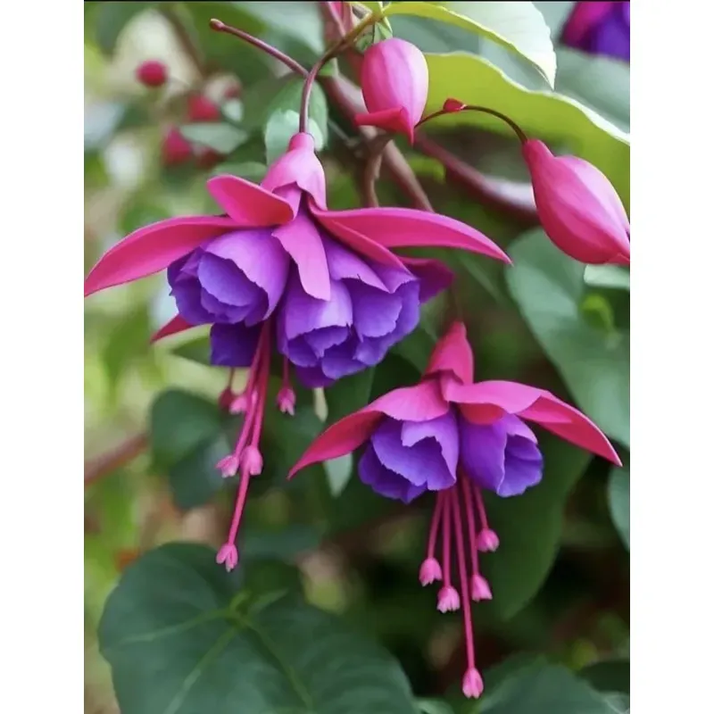 GEBDINSH Dancing Ladies Flower Plants Bulbs For Outdoor Gardening (Pack-2 pcs)