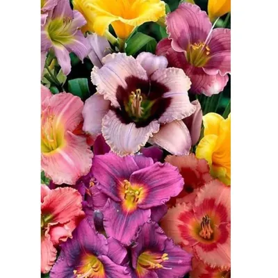 GEBDINSH Daylily Flower Plants Bulbs For Outdoor Gardening (Pack-2 pcs)