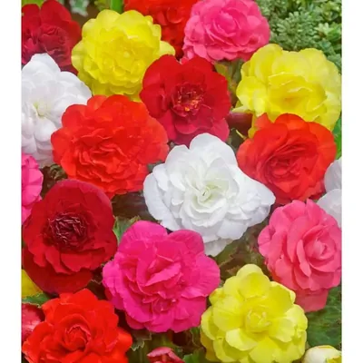 GEBDINSH Double Begonia Flower Plants Bulbs For Outdoor Gardening, Pack of 2
