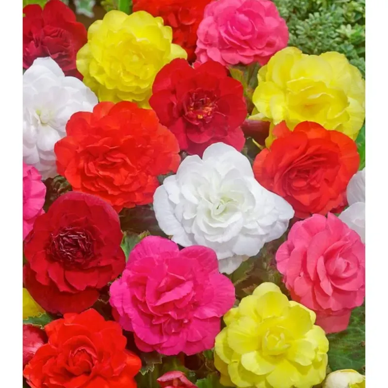 GEBDINSH Double Begonia Flower Plants Bulbs For Outdoor Gardening, Pack of 2