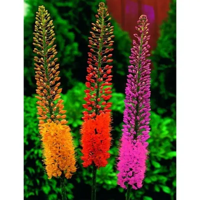 GEBDINSH Foxtail Lily Flower Plants Bulbs For Outdoor Gardening (Pack-2 pcs)