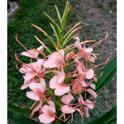 GEBDINSH Ginger Lily Flower Plants Bulbs For Outdoor Gardening (Pack-2 pcs)