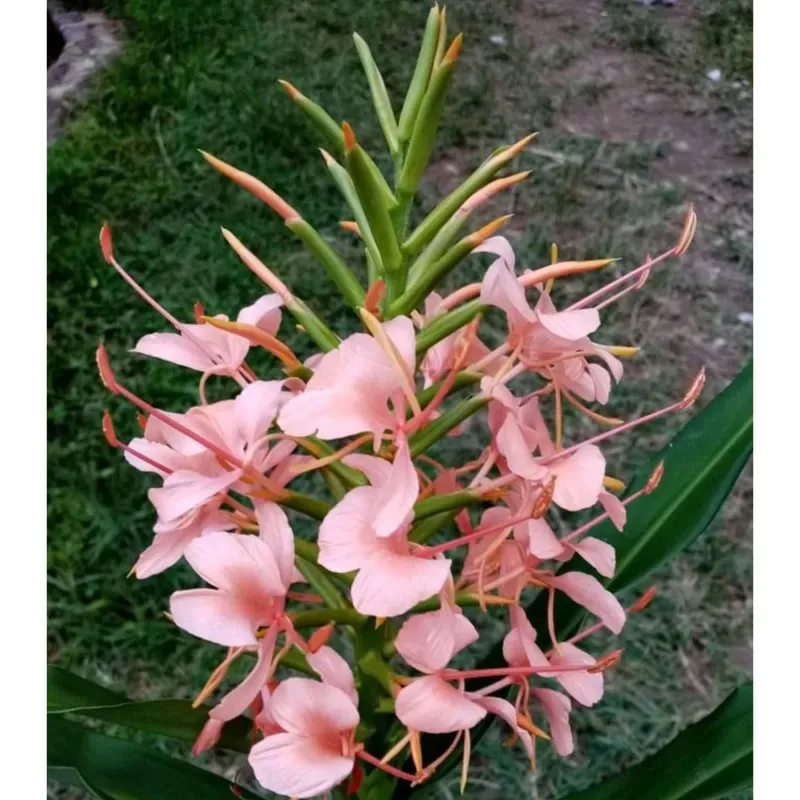 GEBDINSH Ginger Lily Flower Plants Bulbs For Outdoor Gardening (Pack-2 pcs)
