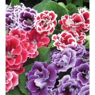 GEBDINSH Gloxinia Double Flower Plants Bulbs for Outdoor Gardening, Pack of 5