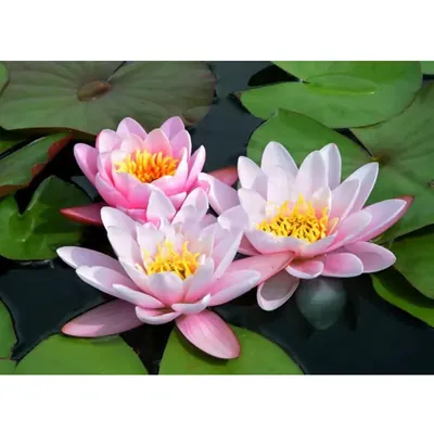 GEBDINSH Lotus/Water Lily Flower Seeds (60-70 Seed Per Packet) For Gardening (Baby Pink)