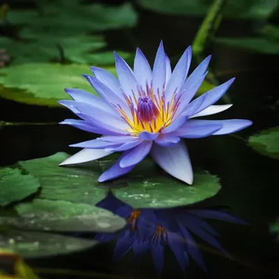 GEBDINSH Lotus/Water Lily Flower Seeds (60-70 Seed Per Packet) For Gardening (Blue)