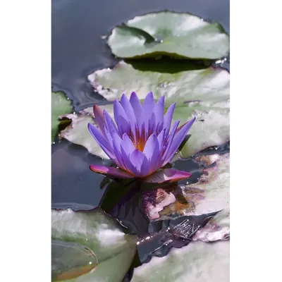 GEBDINSH Lotus/Water Lily Flower Seeds (60-70 Seed Per Packet) For Gardening (Light Blue)