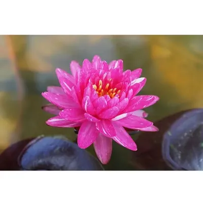 GEBDINSH Lotus/Water Lily Flower Seeds (60-70 Seed Per Packet) For Gardening (Magenta)