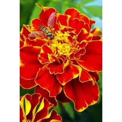 GEBDINSH Imported Marigold French Flower Seeds 60-70 Seed Per Packet For Kitchen Gardening
