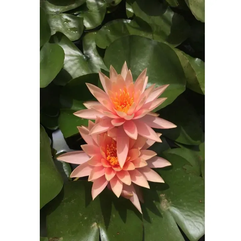 GEBDINSH Lotus/Water Lily Flower Seeds (60-70 Seed Per Packet) For Gardening (Orange)