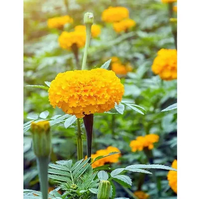 GEBDINSH Imported Marigold Yellow Flower Seeds (60-70 Seeds Per Packet) For Kitchen Gardening