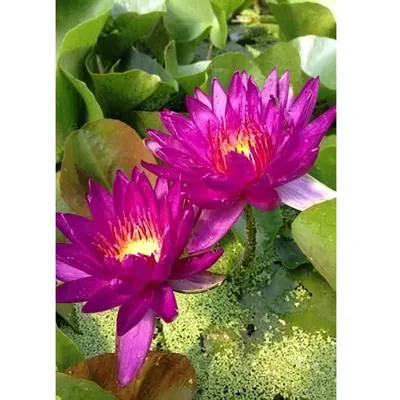 GEBDINSH Lotus/Water Lily Flower Seeds (60-70 Seed Per Packet) For Gardening (Pink)