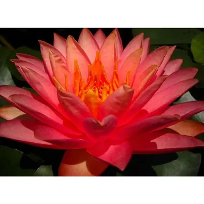 GEBDINSH Lotus/Water Lily Flower Seeds (60-70 Seed Per Packet) For Gardening (Red)