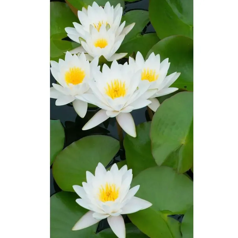 GEBDINSH Lotus/Water Lily Flower Seeds (60-70 Seed Per Packet) For Gardening (White)