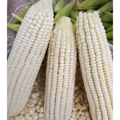 GEBDINSH Imported White Sweet Corn Vegetables Seeds For Kitchen Gardening