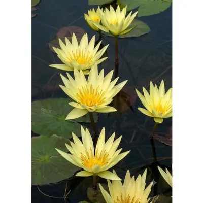 GEBDINSH Lotus/Water Lily Flower Seeds (60-70 Seed Per Packet) For Gardening (Yellow)
