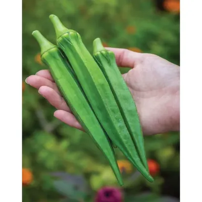 GEBDINSH Okra/Lady Finger/Bhindi Vegetables Seeds For Kitchen Gardening