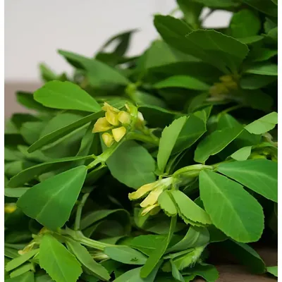 GEBDINSH Methi/Fenugreek Leafy Vegetables Seeds For Gardening