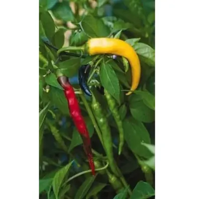 GEBDINSH Mix Long Chilli Vegetables Seeds For Gardening