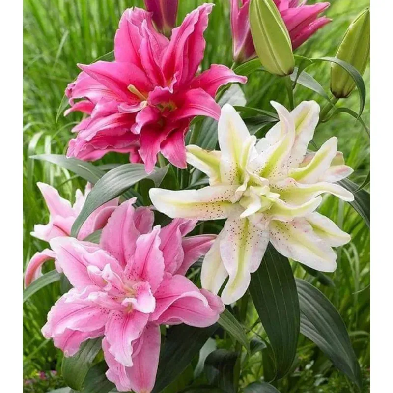 GEBDINSH Orientel Lily Double Flower Plants Bulbs For Outdoor Gardening (Pack-2 pcs)