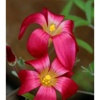 GEBDINSH Oxalis Flower Plants Bulbs For Outdoor Gardening (Pack-2 pcs)