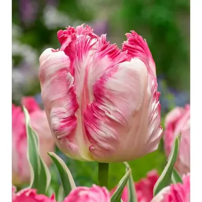 GEBDINSH Parrot Tulip Flower Plants Bulbs For Outdoor Gardening (Pack-2 pcs)