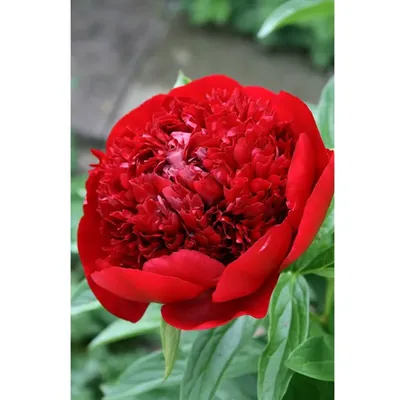 GEBDINSH Peony Flower Seeds For Gardening