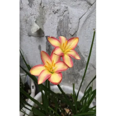 GEBDINSH Rain Lily Double Flower Bulbs For Outdoor Gardening, Pack of 2