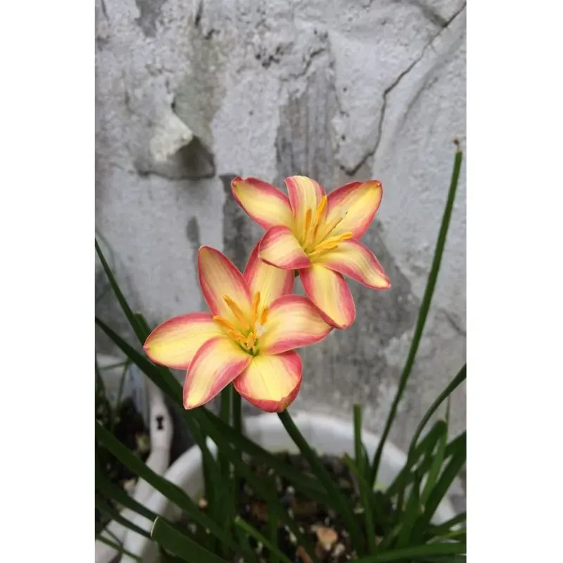 GEBDINSH Rain Lily Double Flower Bulbs For Outdoor Gardening, Pack of 2