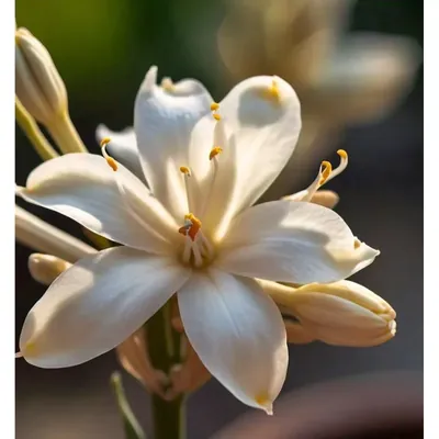GEBDINSH Rajnigandha/Tuberose Flower Bulbs For Outdoor Gardening (Pack-2 pcs)