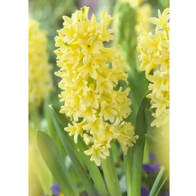 GEBDINSH Rajnigandha Yellow Flower Plant Bulbs for Outdoor Gardening (Pack-2 pcs)