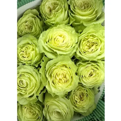 GEBDINSH Ranunculus Flower Bulbs for Home and Gardening (Pack-2 pcs)