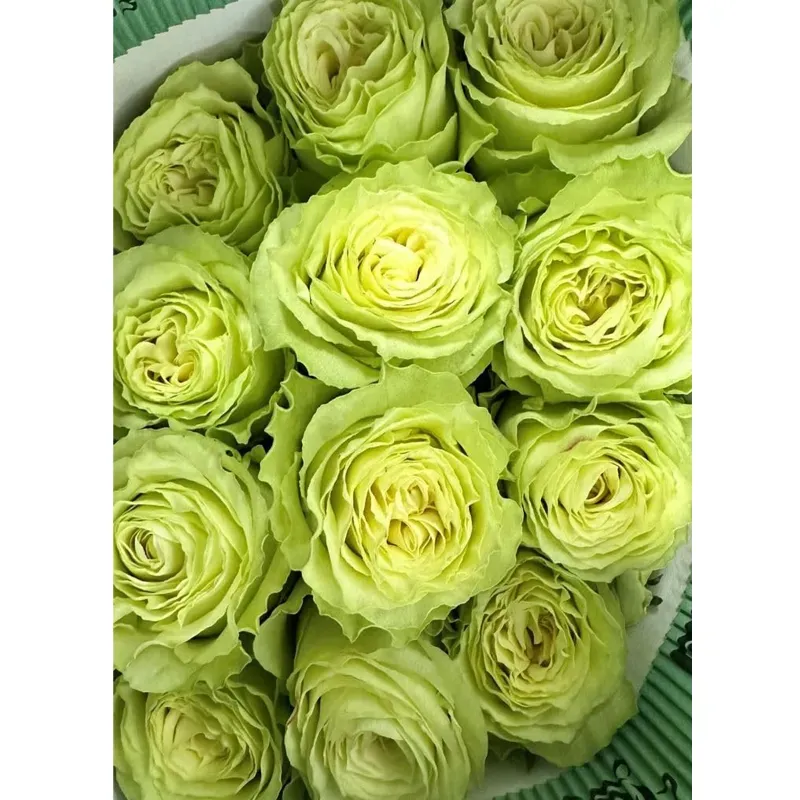 GEBDINSH Ranunculus Flower Bulbs for Home and Gardening (Pack-2 pcs)