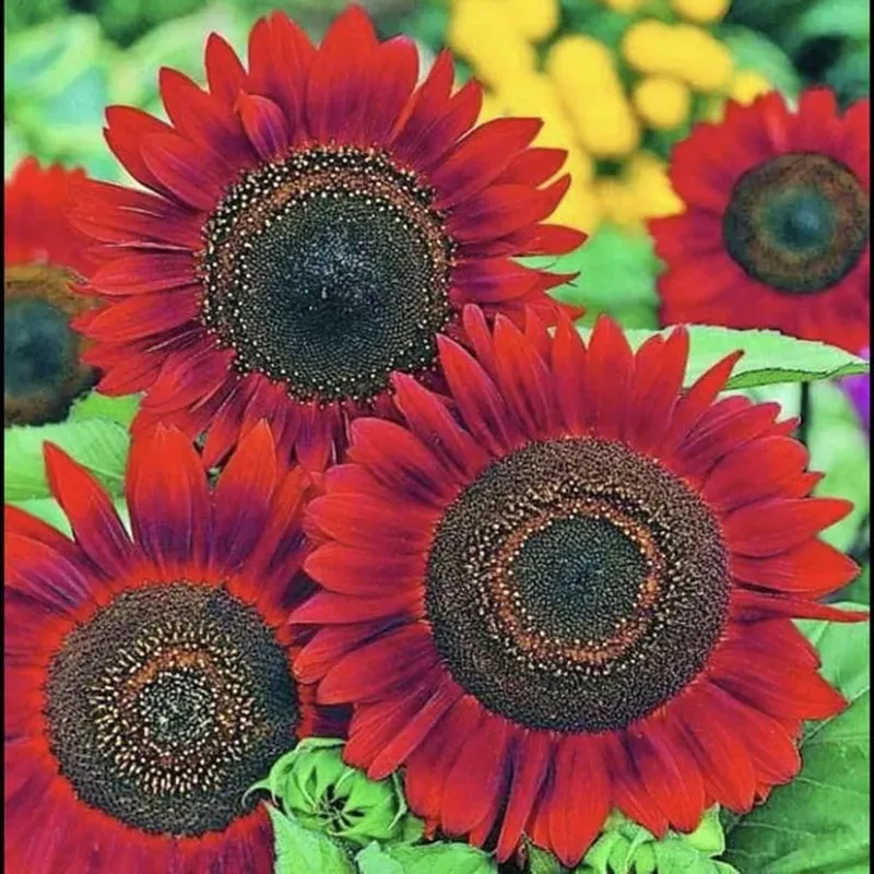 GEBDINSH Red Sunflower Flowering Seeds (60-70 Seed Per Packet) for Home and Gardening