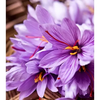 GEBDINSH Saffron Flower Plants Bulbs For Outdoor Gardening (Pack-2 pcs)