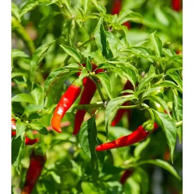GEBDINSH Surajmukhi Chili/Chilli Vegetables Seeds For Kitchen Gardening