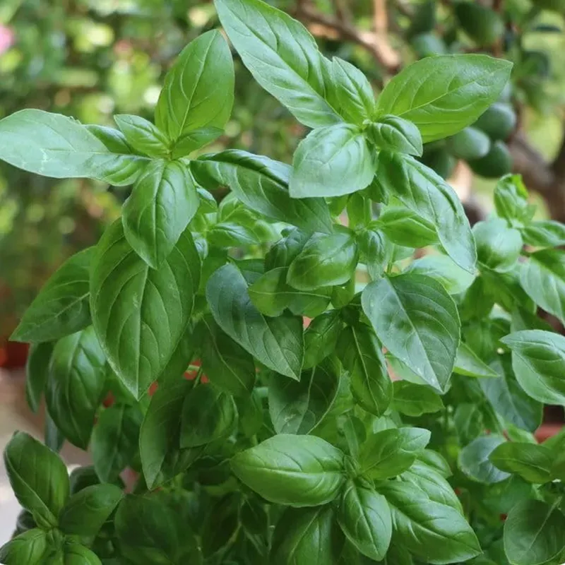 GEBDINSH GARDEN Organic Italian Genovese Basil Seeds 30-40 for Kitchen Garden