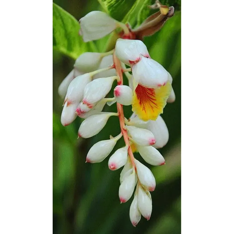 GEBDINSH Alpine Ginger Lily Outdoor Landscape & Balcony Gardening, Like Highly Fragrant Summer Blooms (Pack-2)