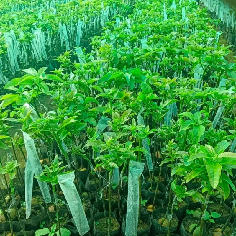 AgriVision 2 x 10 Inch Grafting Cover Plant Grafting Transparent Wrap 100 pcs Durable