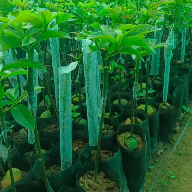 AgriVision 2 x 10 Inch Grafting Cover Plant Grafting Transparent Wrap 200 pcs Durable