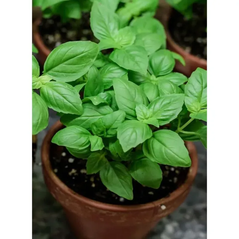 GEBDINSH GARDEN Organic Green Basil Seeds 30-40 Seed Per Packet for Garden