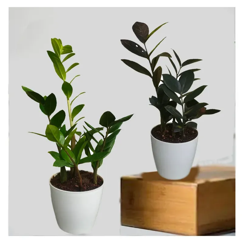 Green & Black Zamia ZZ Plants Combo Pack With Pots Used For Both Indoor & Outdoor Planting