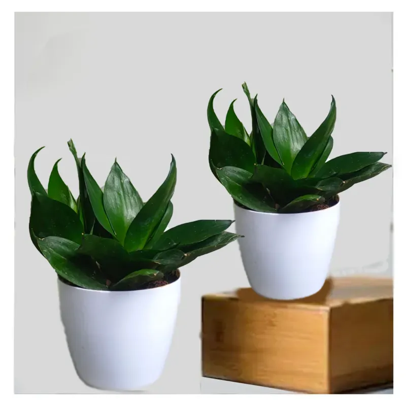 Black Snake Plant / Sansevieria ‘Black dragon’ For Indoor & Outdoor Planting With Pot (Pack Of 2)