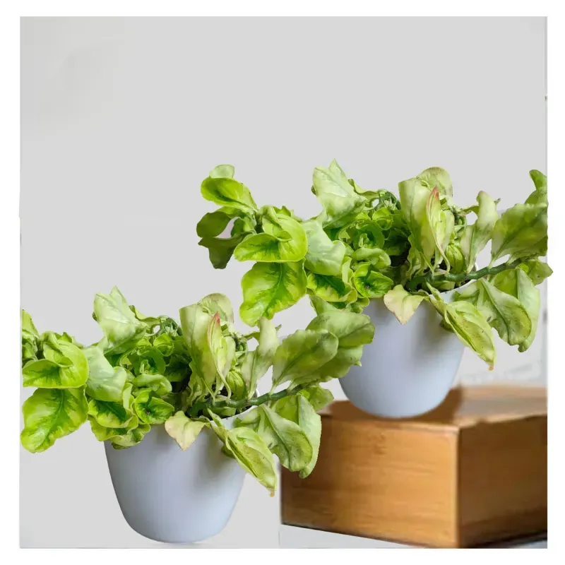 Chitra Plants With Pots Used For Both Indoor & Outdoor Planting And Decoration (Pack Of 2)