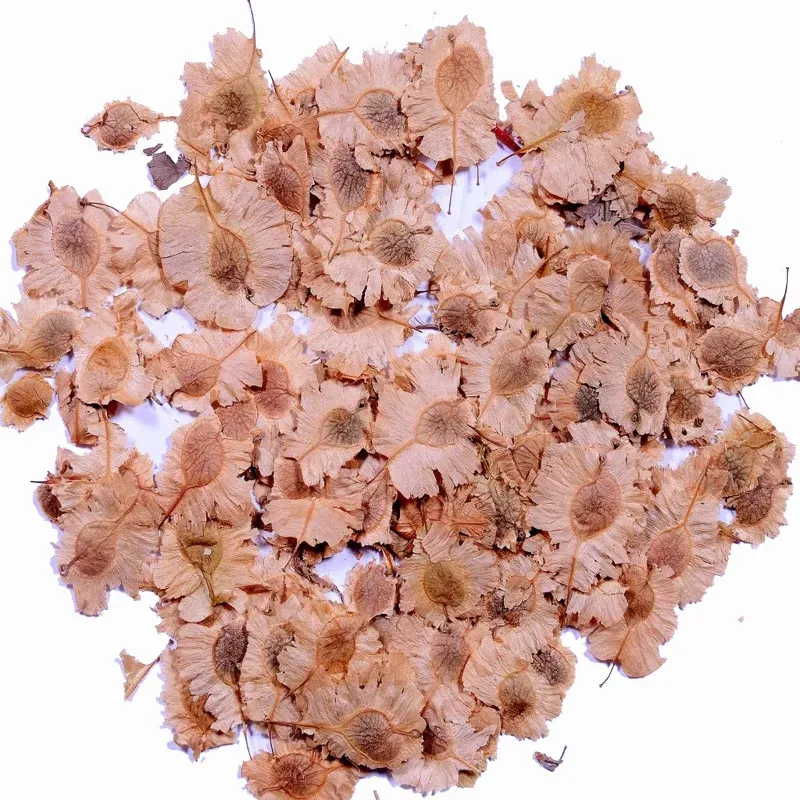 Pioneer Agro Holoptelea Integrifolia (Indian elm / jungle cork tree / Aavu maram) Tree Seeds 100G