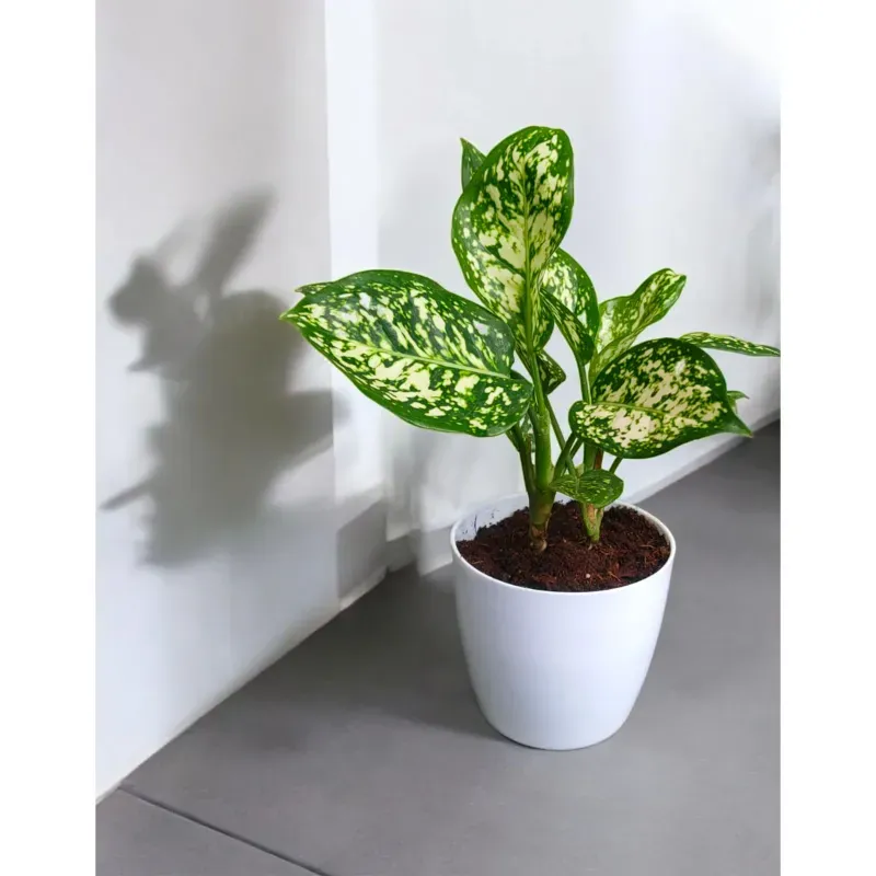 Anjuman White Aglaonema Plant For Indoor Planting & Decoration With Pot