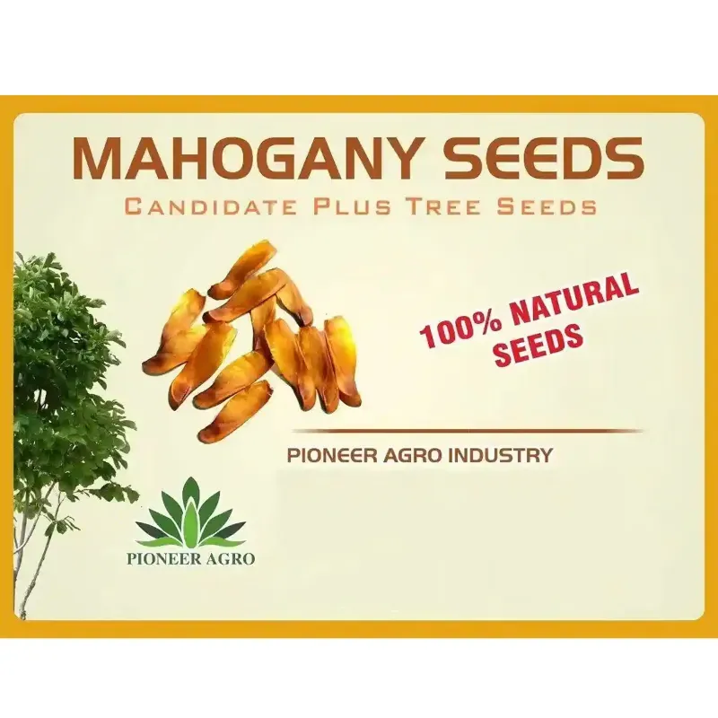 Pioneer Agro Mahogany Tree Seeds 100g Pack, High Germination Fresh Seeds, For Commercial Timber Farming, Plantation